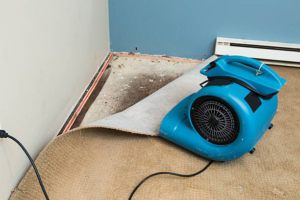 Best Mold removal after water damage  in Leilani Estates, HI